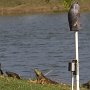 Au moins deux iguanes se tenaient au RV Resort. Le hibou en plastique n'a jamais rien fait fuir!